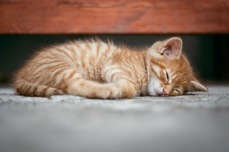 Mèo con ngủ say như “em bé” khiến cả thế giới dịu dàng hơn