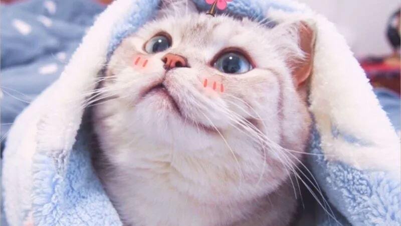 Mèo cosplay “thần sầu” – từ phi hành gia đến sushi sống động