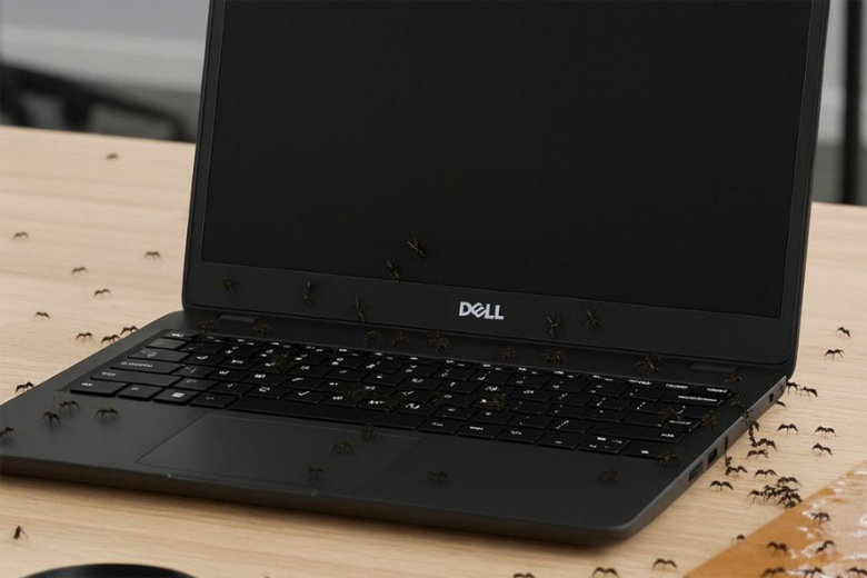 Kiến chui vào laptop và cách xử lý tại nhà đơn giản nhất 2026