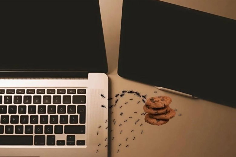 Kiến chui vào laptop gây ra những ảnh hưởng gì?