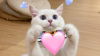 ngo-nghinh-anh-meo-cute-1