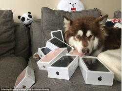 choang-voi-chu-cho-duoc-thieu-gia-tang-8-chiec-iphone-7 choang-voi-chu-cho-duoc-thieu-gia-tang-8-chiec-iphone-7
